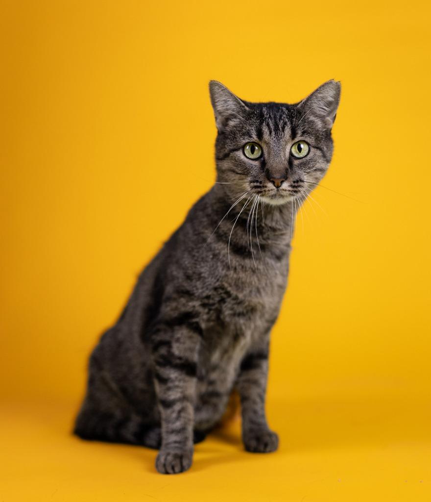 Enlarge Lottie, a Adoptable mixed breed in Huntington, IN image 2/2