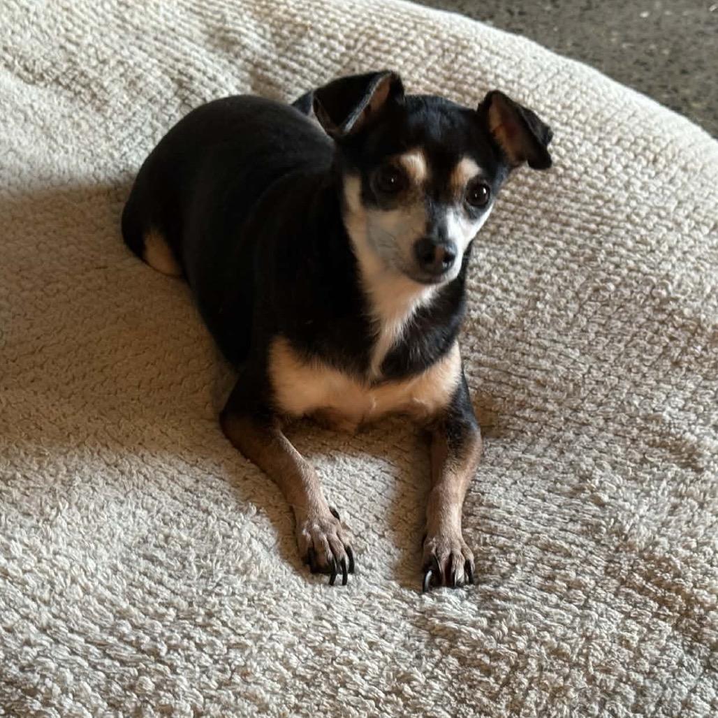 Sushi, Adoptable, Senior Female Chihuahua.
