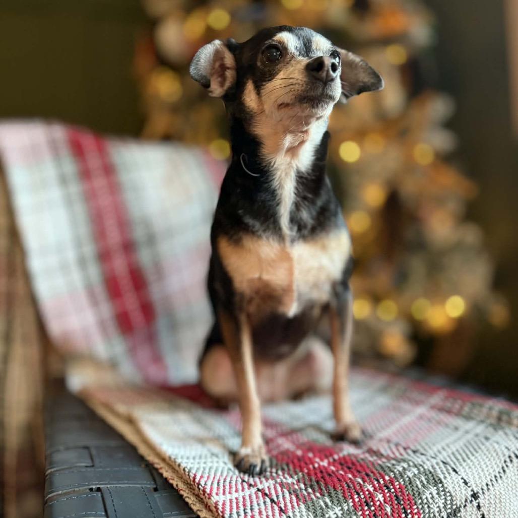 Sushi, a Adoptable mixed breed in Bellingham, WA image 2/6