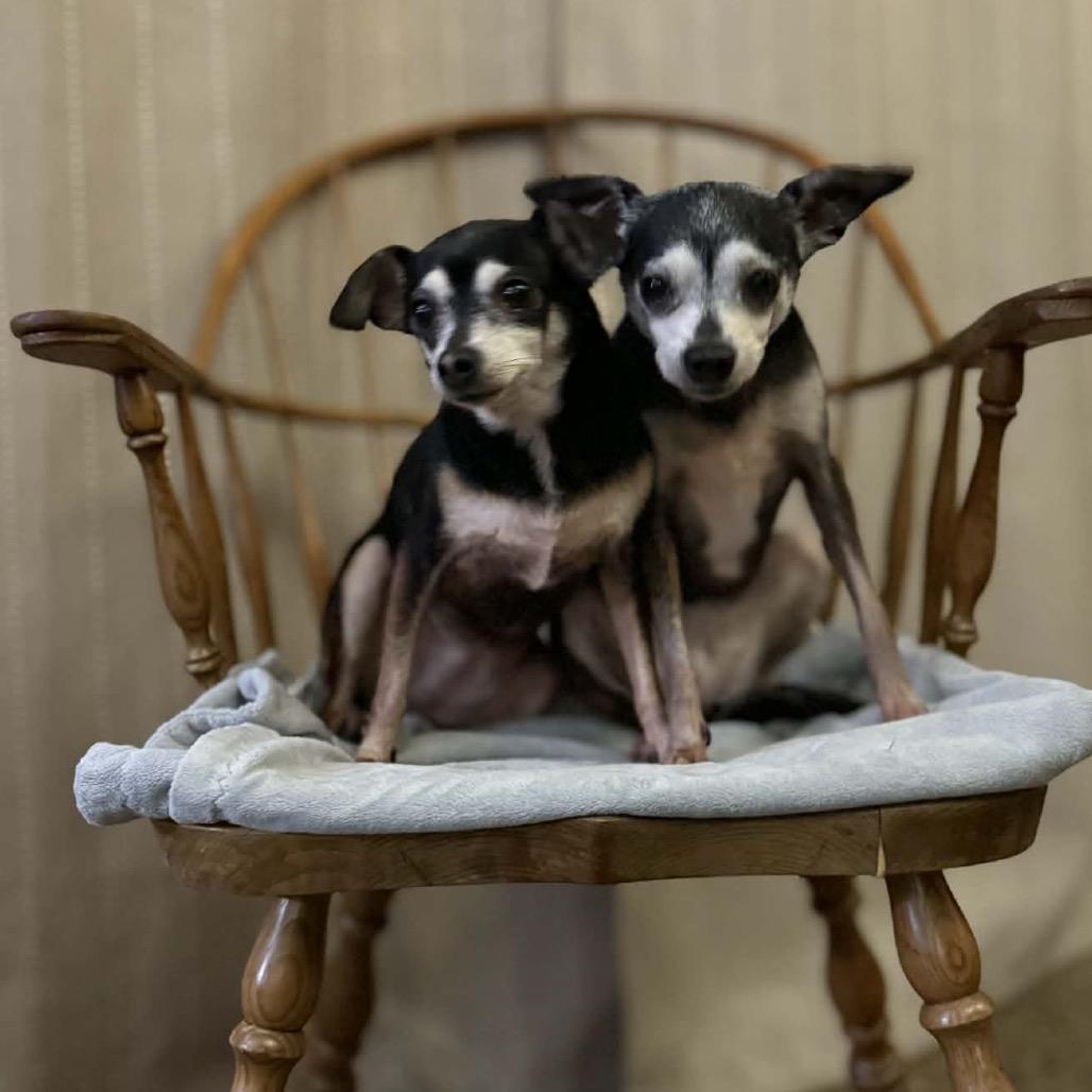 Sushi, a Adoptable mixed breed in Bellingham, WA image 3/6
