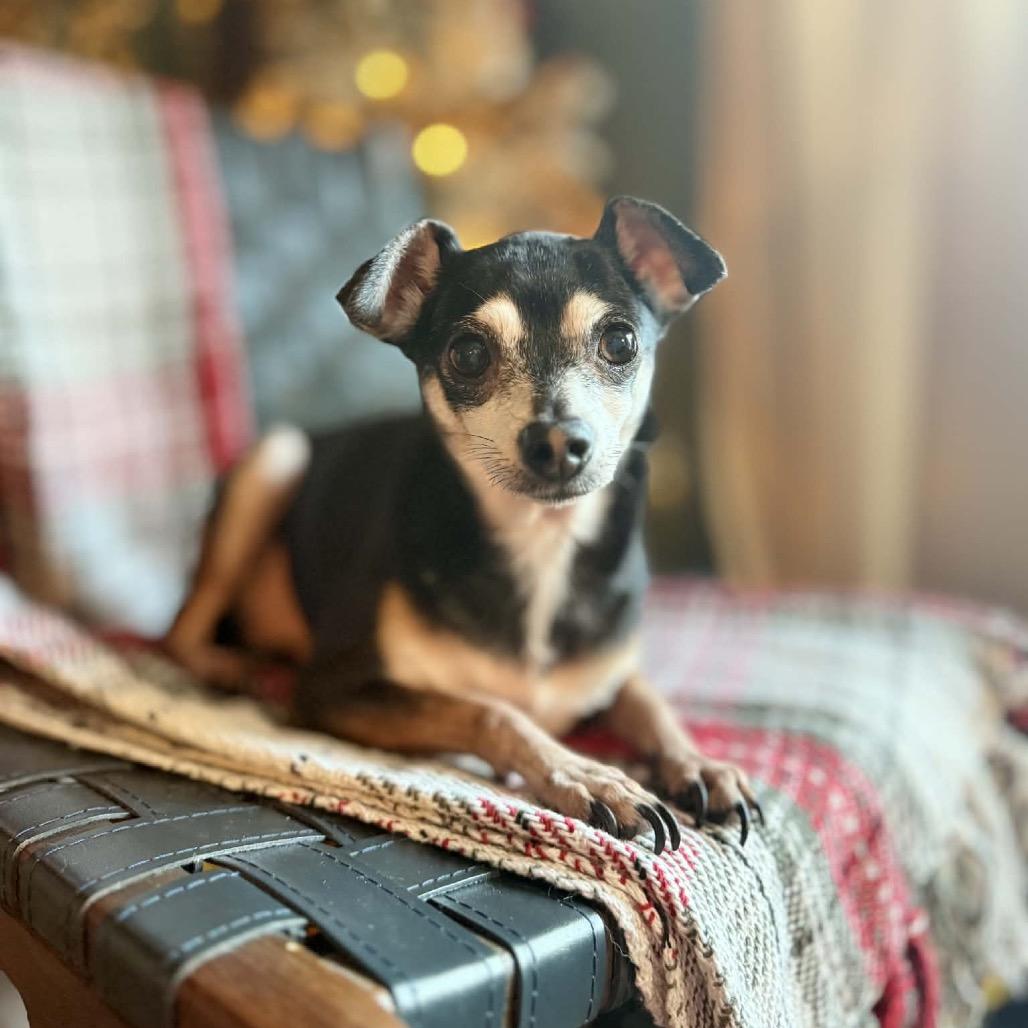 Sushi, a Adoptable mixed breed in Bellingham, WA image 4/6