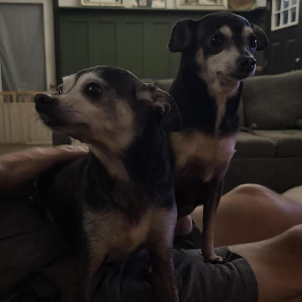 Sushi, a Adoptable mixed breed in Bellingham, WA image 6/6