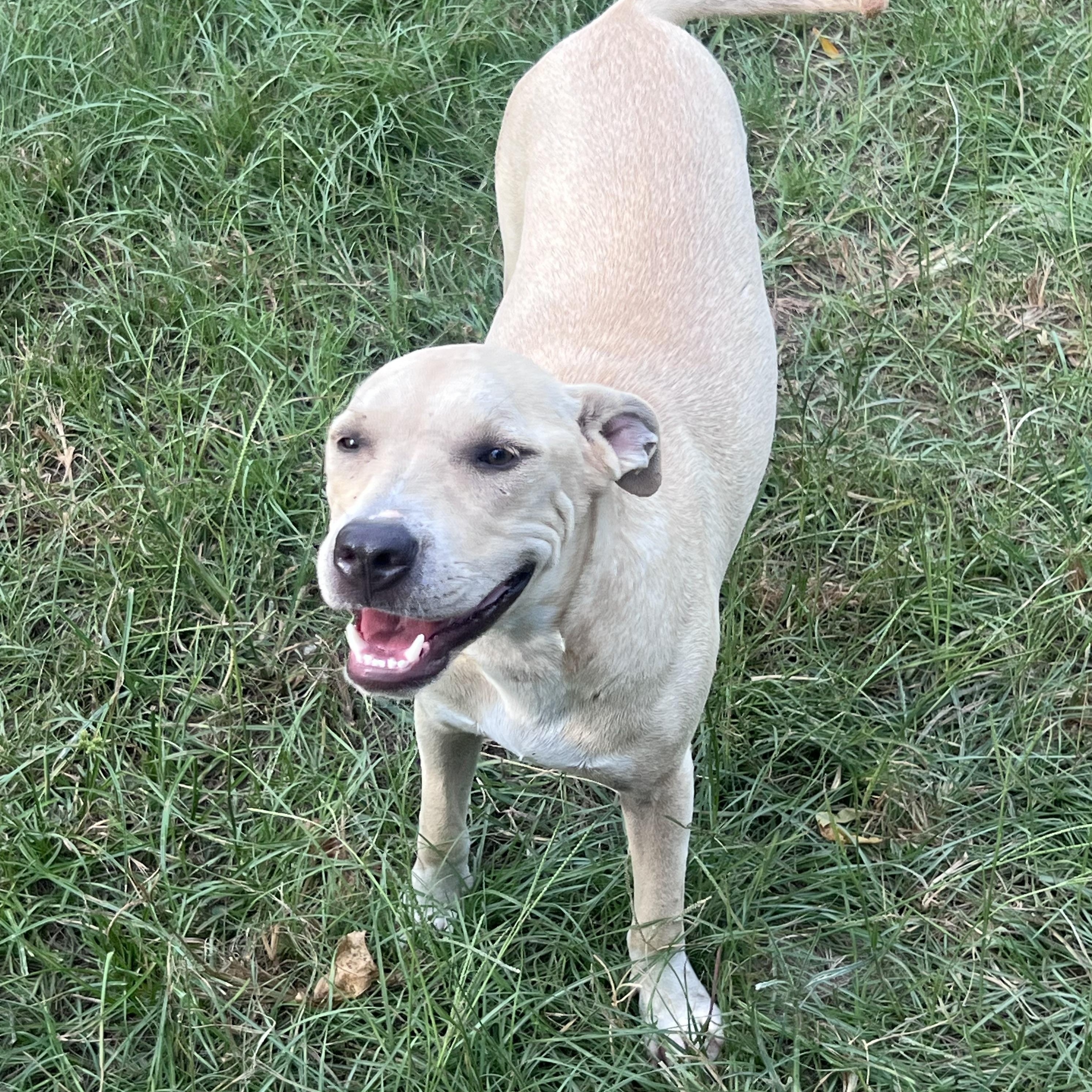 Chug-a-Lug - Local August 28-30, an adoptable mixed breed in Hillsboro, OR image 2/2