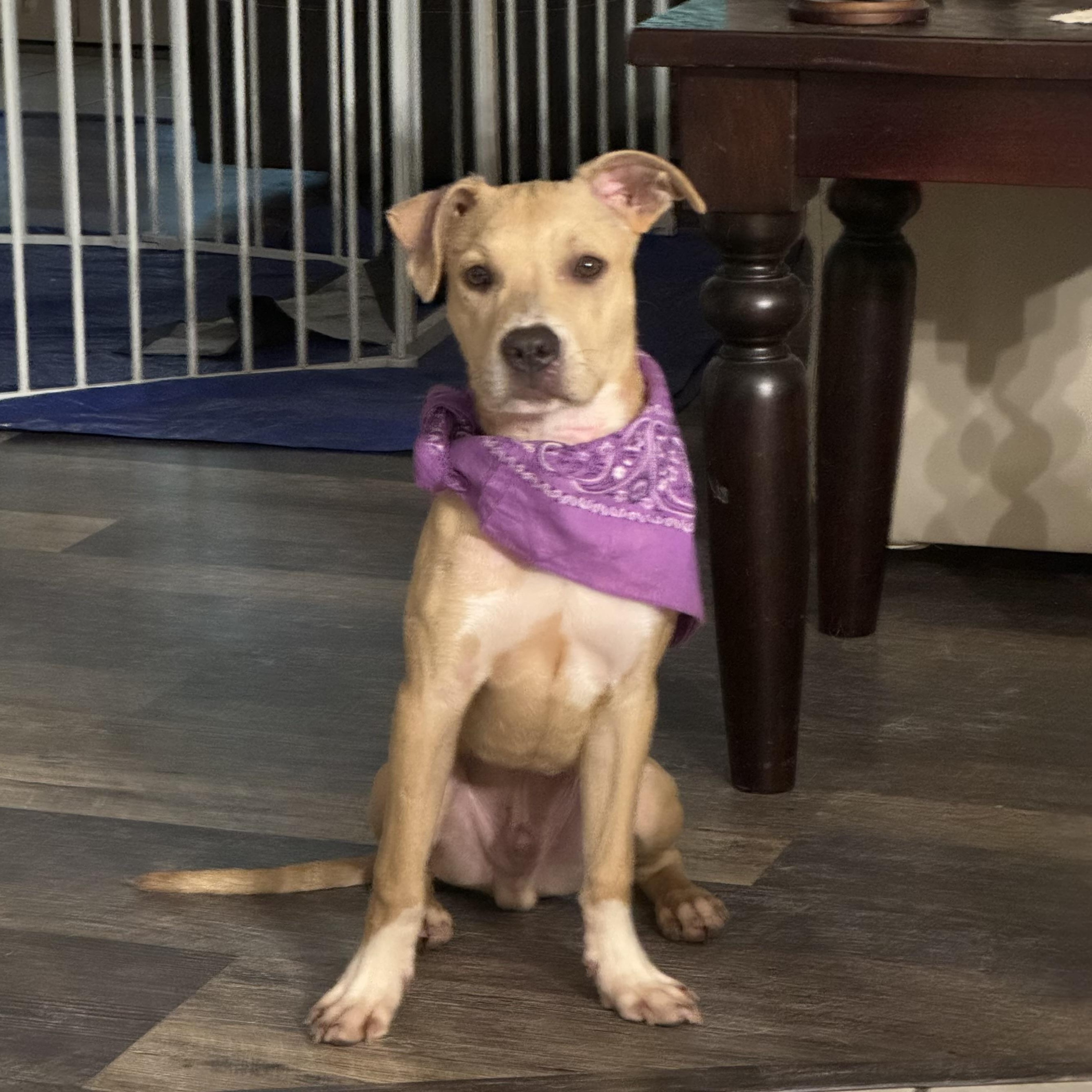 Chug-a-Lug - Local August 28-30, adoptable, Puppy Male Rat Terrier.