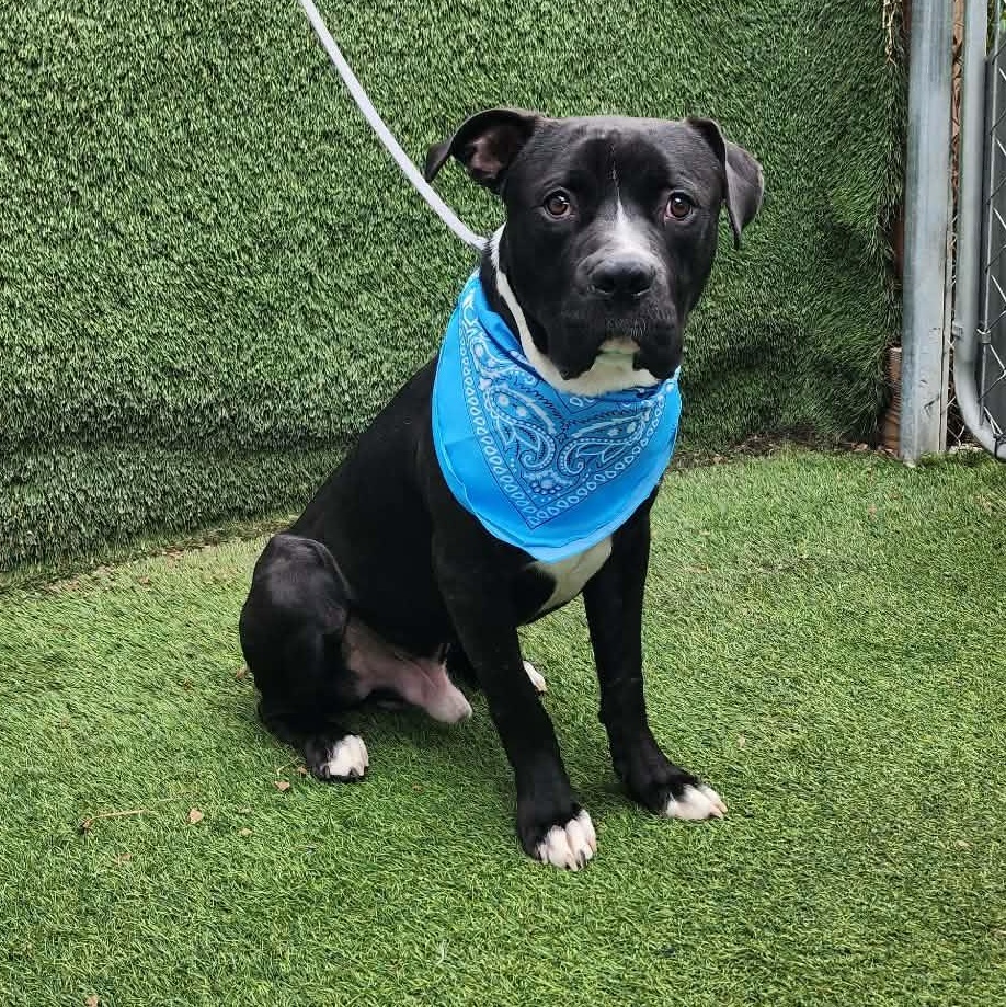 Enlarge Presley, an adopted mixed breed in Darien, IL image 3/6