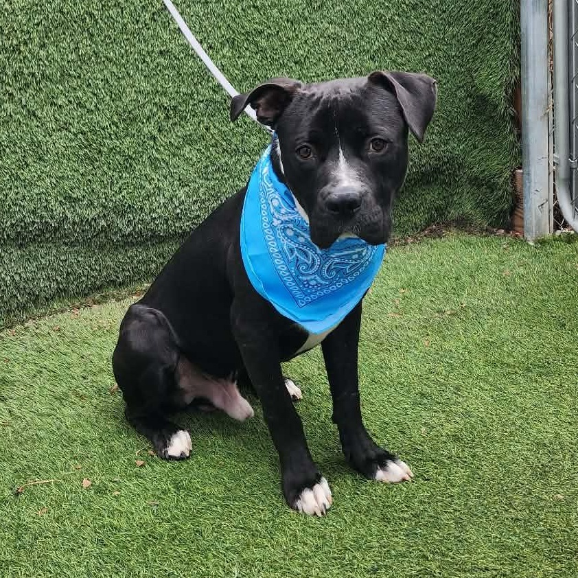 Enlarge Presley, an adopted mixed breed in Darien, IL image 6/6