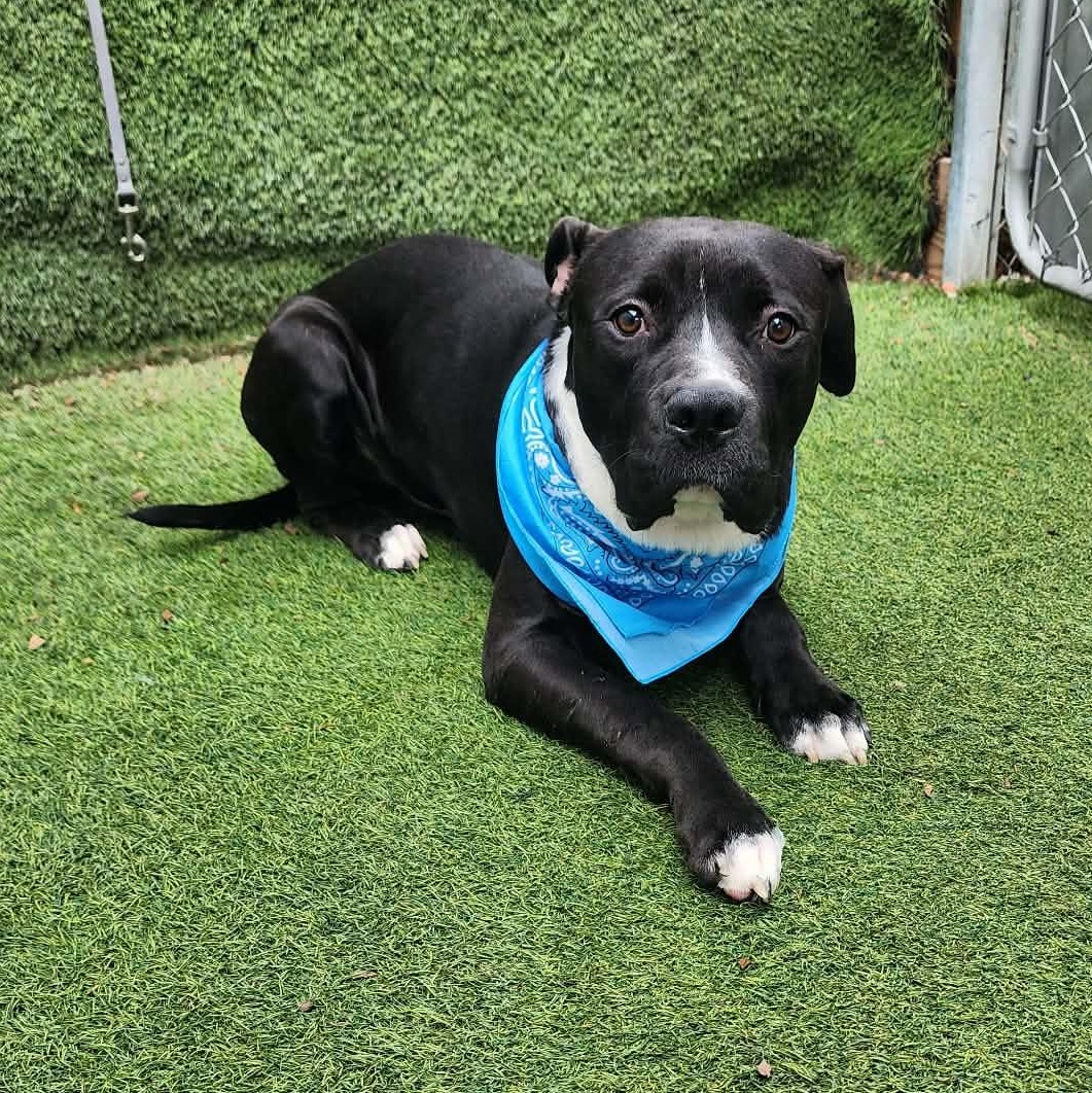 Enlarge Presley, an adopted mixed breed in Darien, IL image 4/6