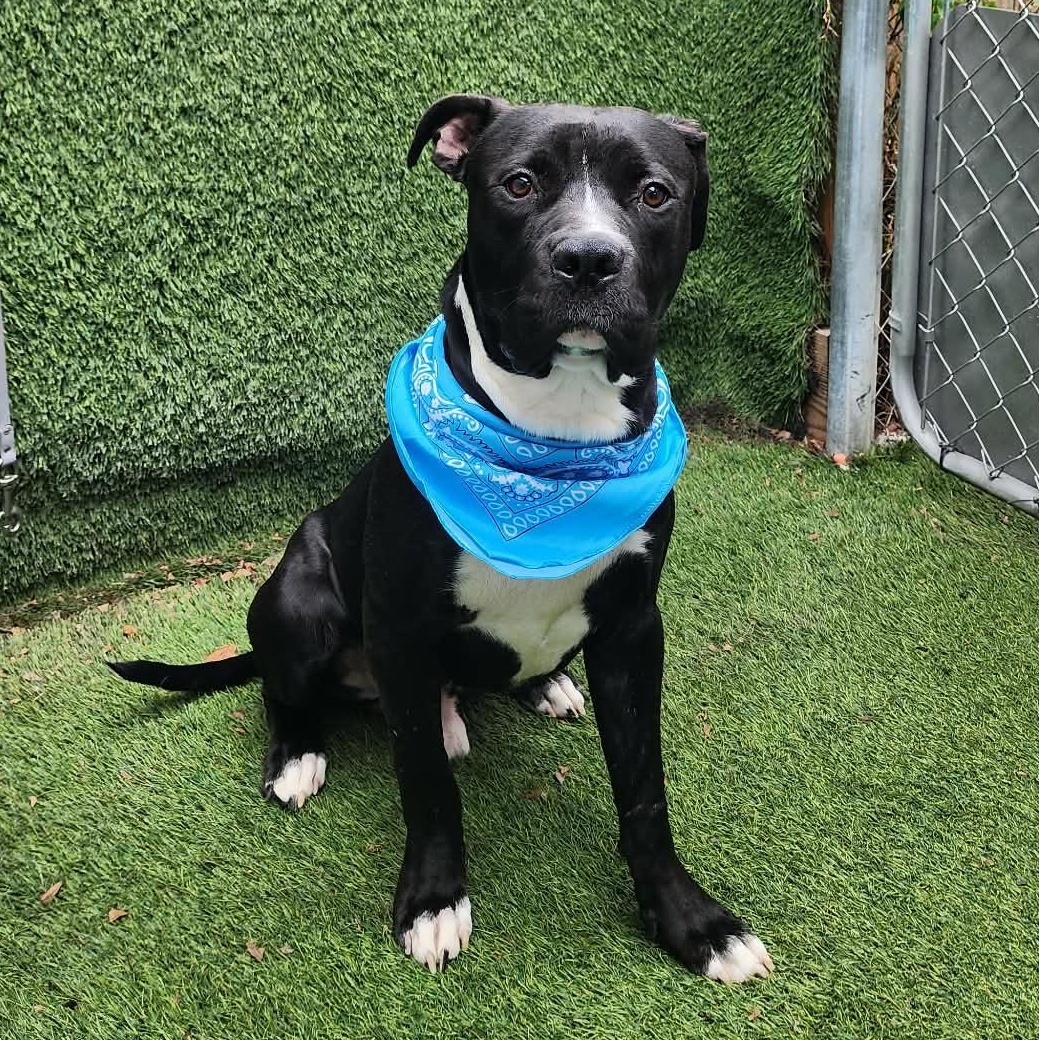 Presley, adopted, Young Male American Staffordshire Terrier.