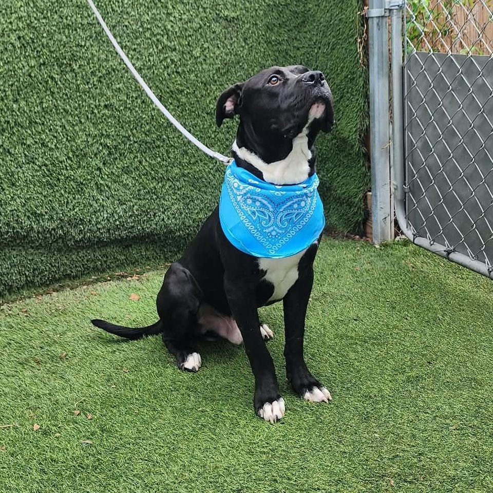 Enlarge Presley, an adopted mixed breed in Darien, IL image 2/6