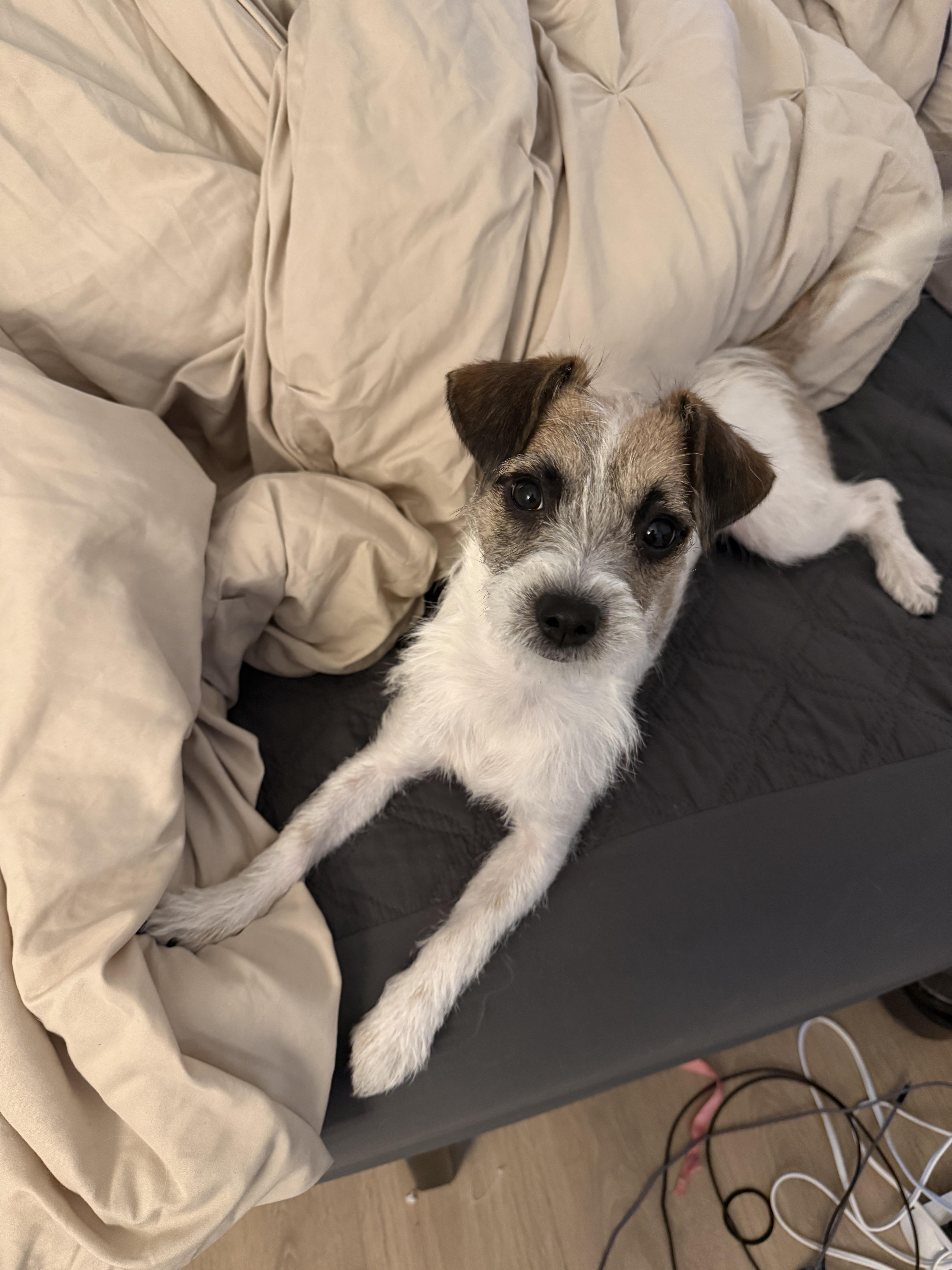 Enlarge Flutter *NEW!*, a ADOPTABLE mixed breed in Niagara Falls, ON image 6/6