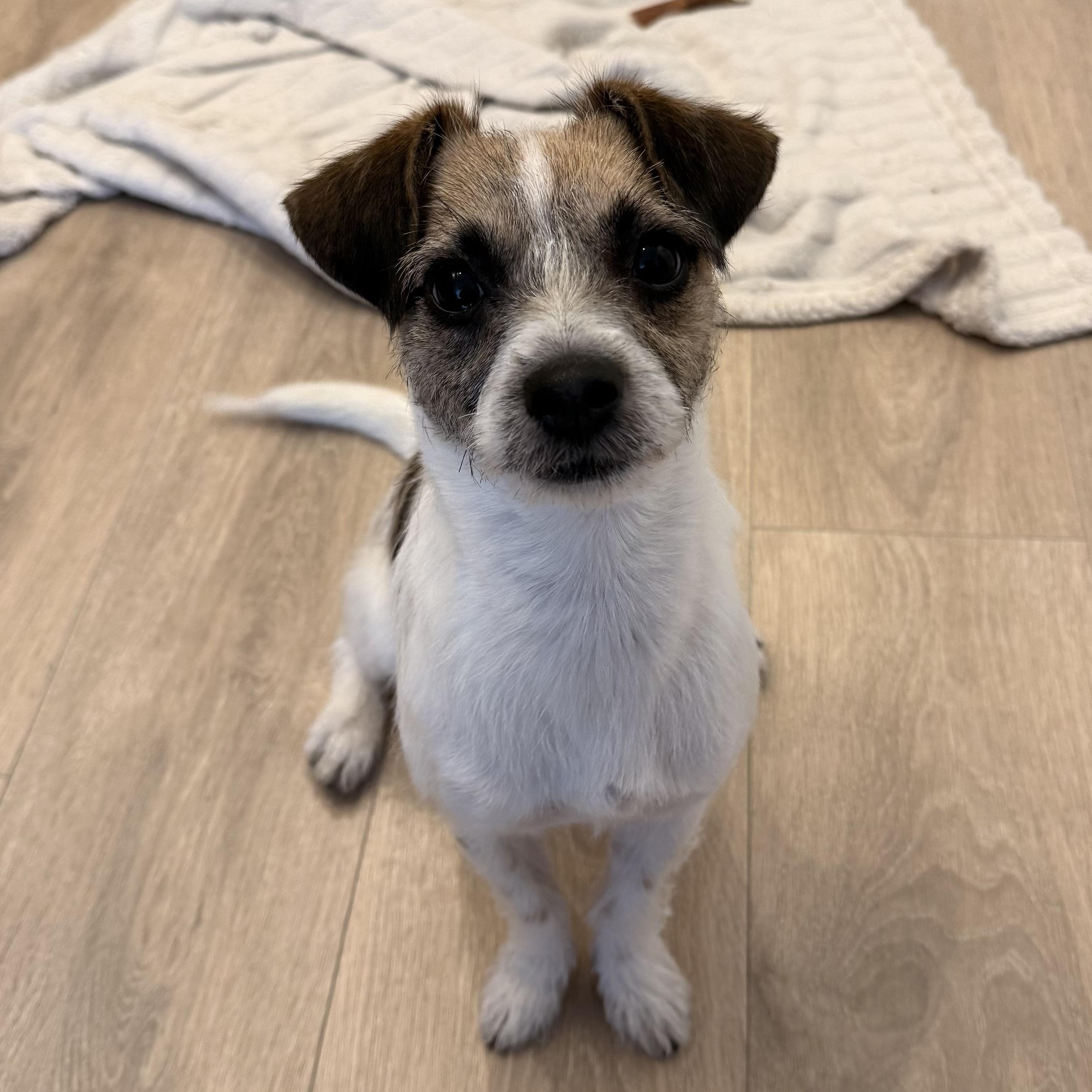 Flutter *NEW!*, ADOPTABLE, Young Female Terrier.
