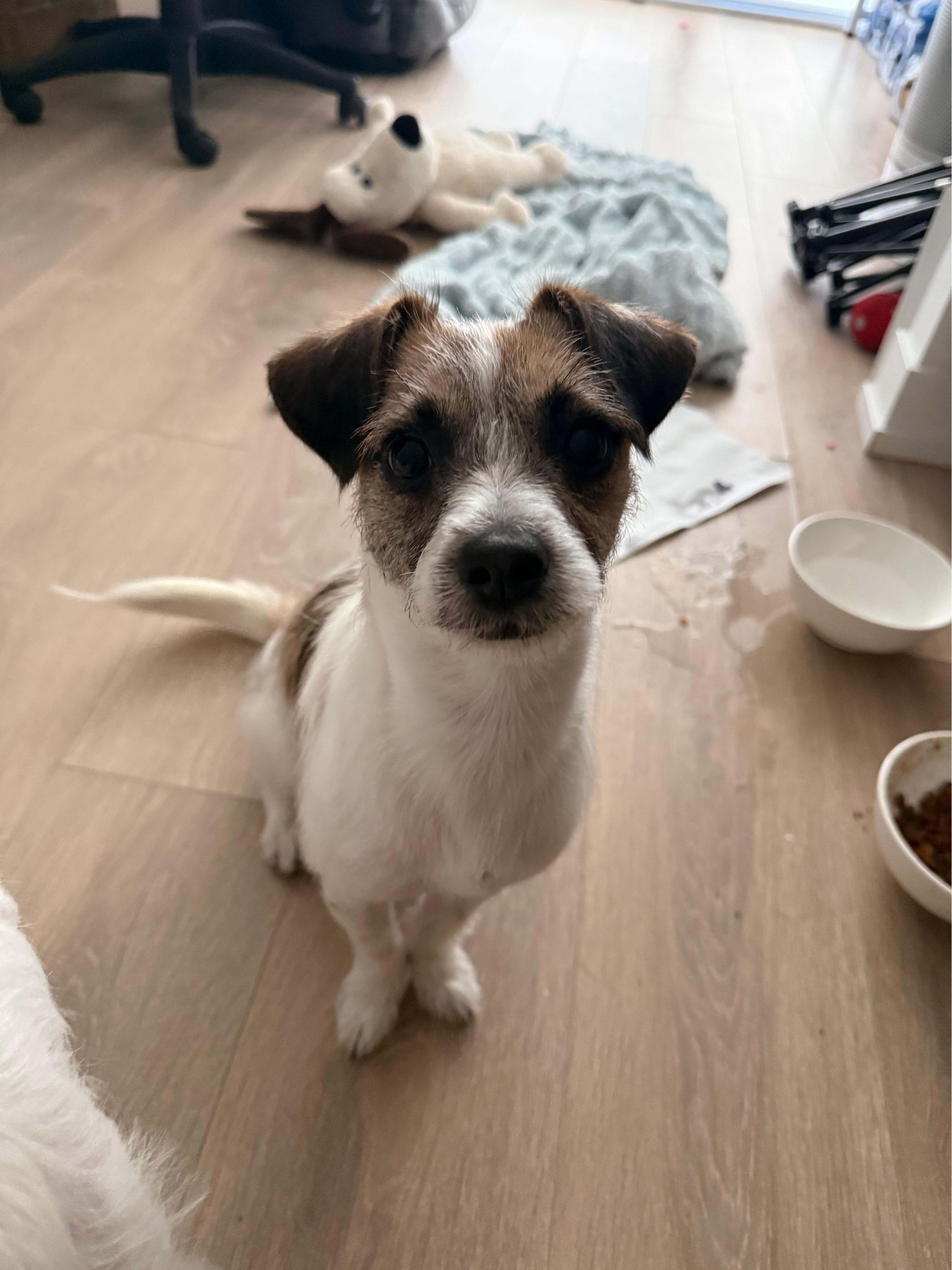 Enlarge Flutter *NEW!*, a ADOPTABLE mixed breed in Niagara Falls, ON image 4/6