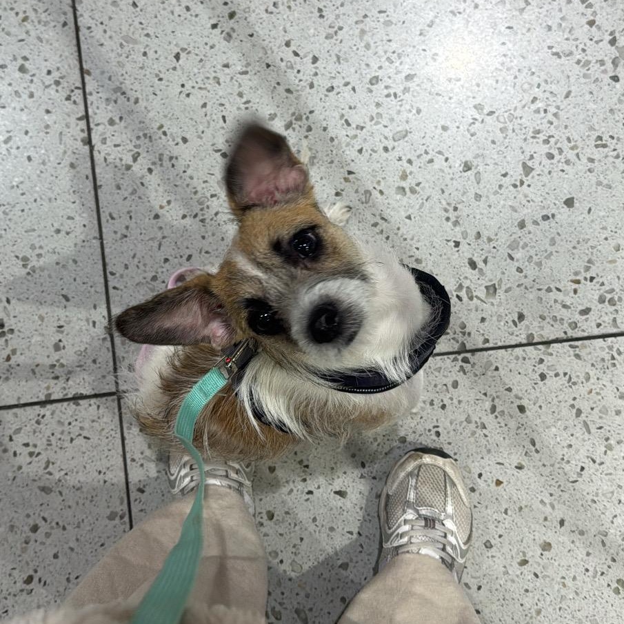 Enlarge Flutter *NEW!*, a ADOPTABLE mixed breed in Niagara Falls, ON image 2/6