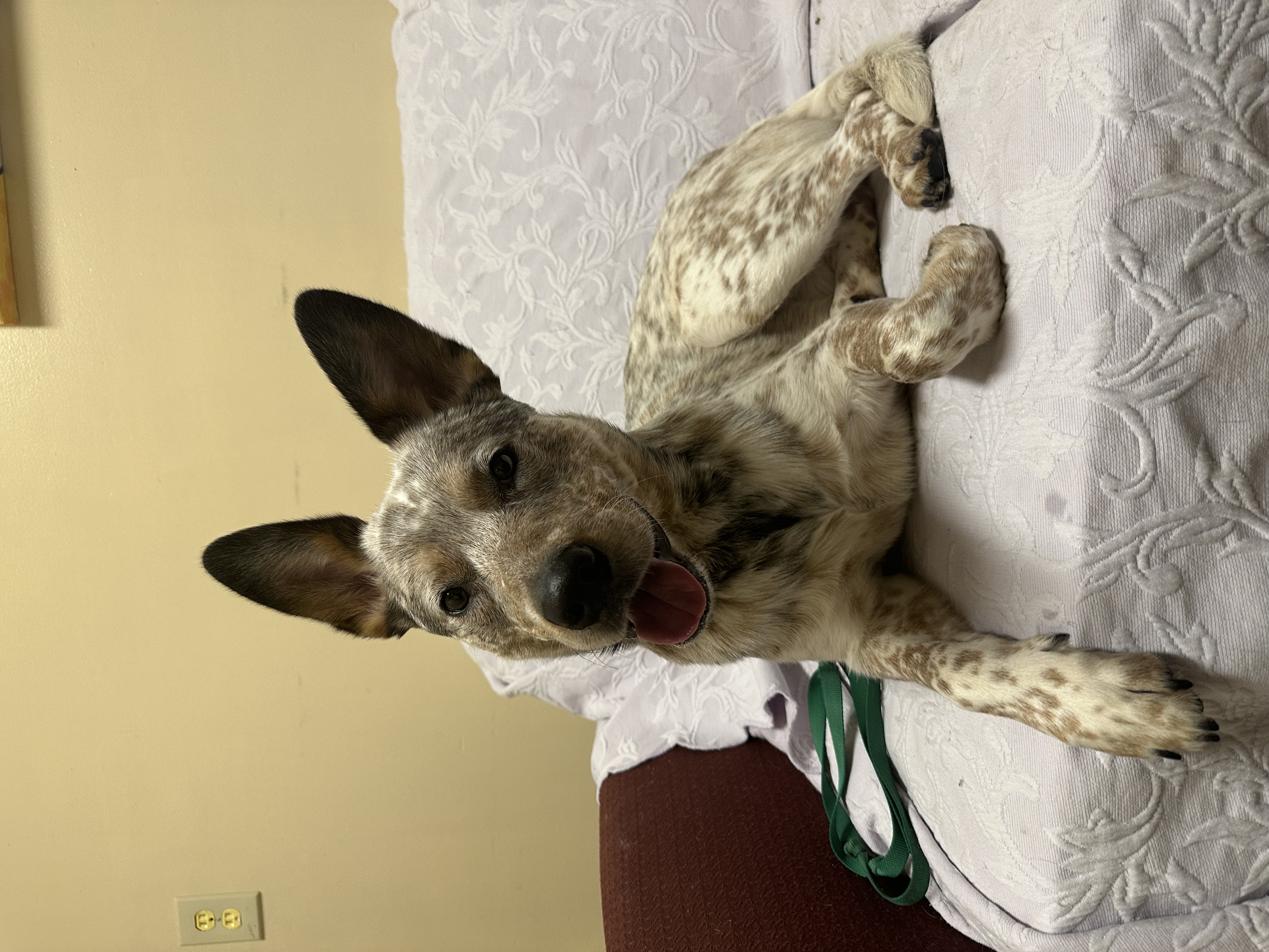 Enlarge CLARK, a Adopted Mixed Breed in Galesburg, IL image 1/4