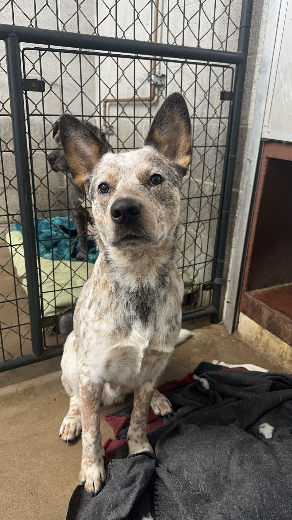 Enlarge CLARK, a Adopted Mixed Breed in Galesburg, IL image 2/4