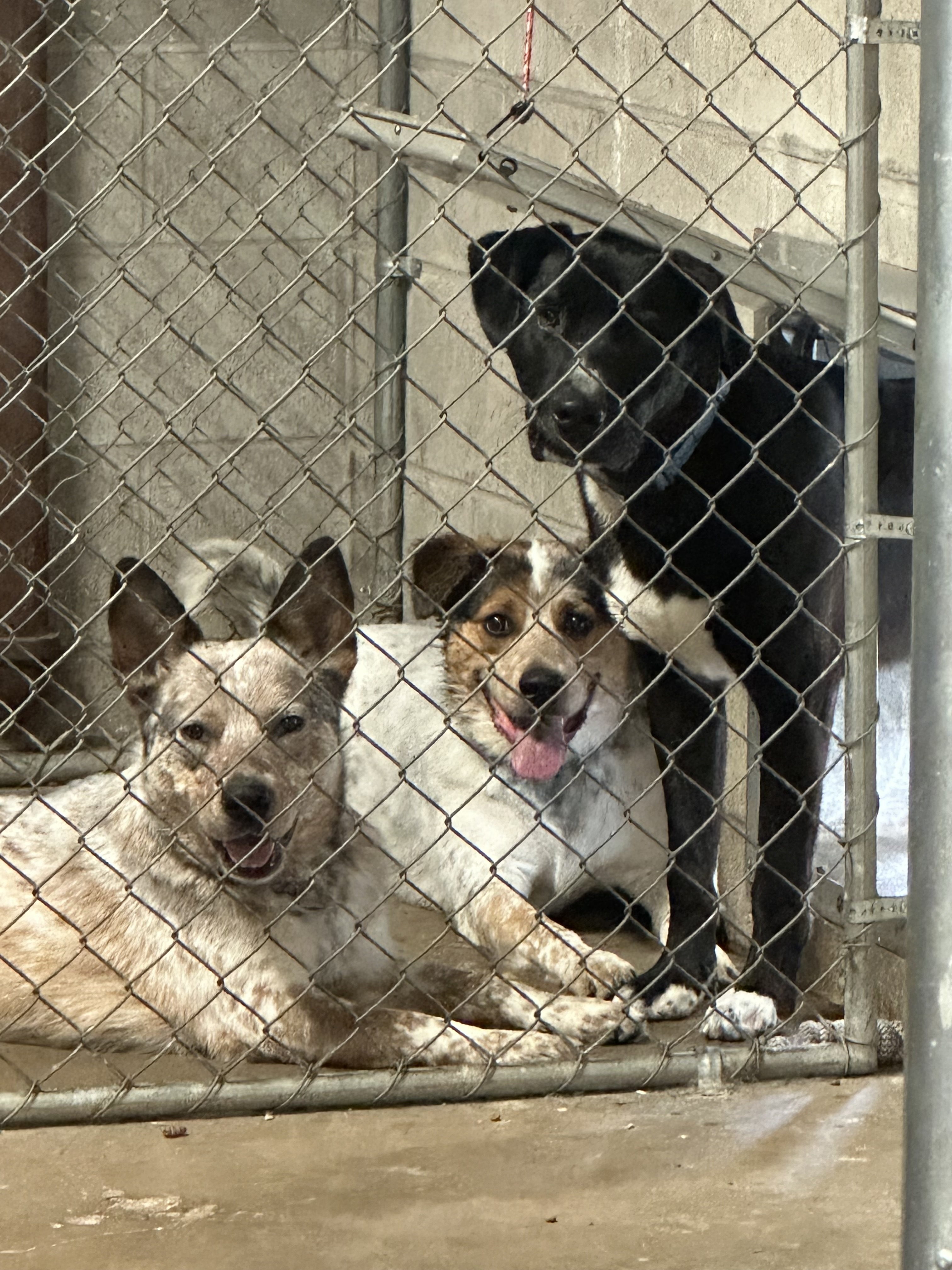 Enlarge CLARK, a Adopted Mixed Breed in Galesburg, IL image 3/4