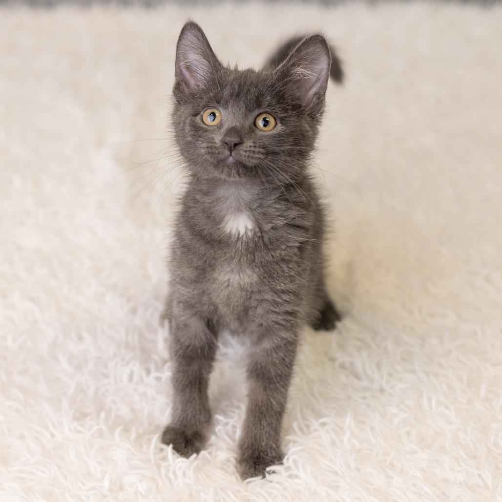Minnemosa, Adoptable, Kitten Female Domestic Short Hair.