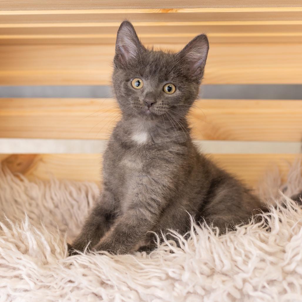 Enlarge Minnemosa, a Adoptable Domestic Short Hair in St. Paul, MN image 2/5