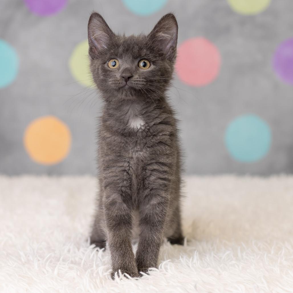 Enlarge Minnemosa, a Adoptable Domestic Short Hair in St. Paul, MN image 3/5