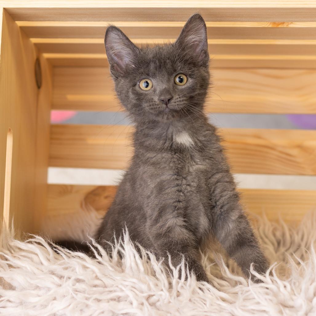Enlarge Minnemosa, a Adoptable Domestic Short Hair in St. Paul, MN image 4/5