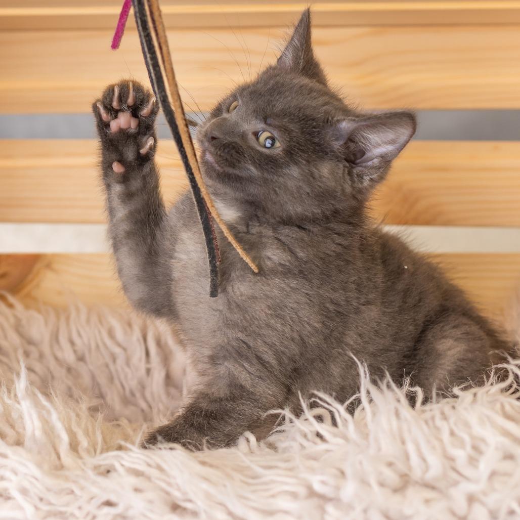 Enlarge Minnemosa, a Adoptable Domestic Short Hair in St. Paul, MN image 5/5