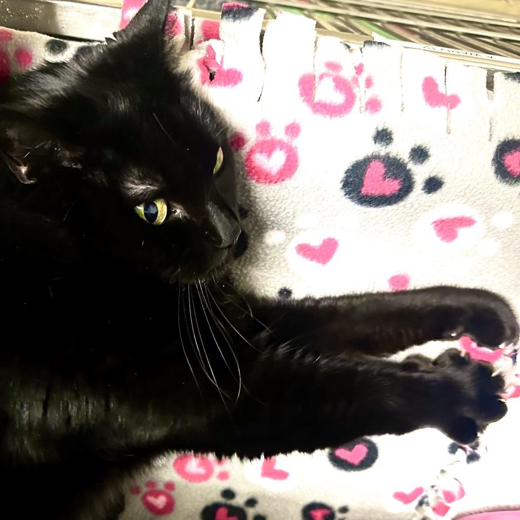 Enlarge Marilyn, a Adoptable Domestic Short Hair in Morgan Hill, CA image 2/2