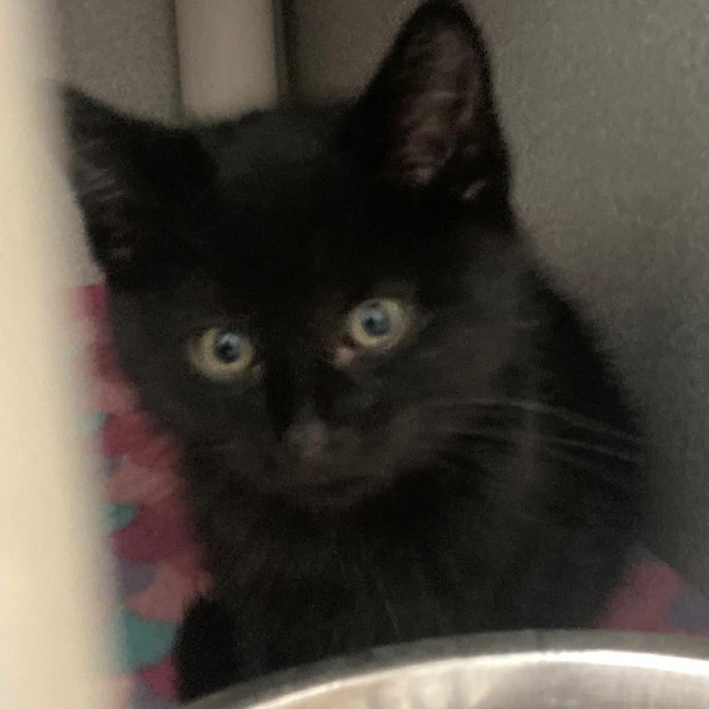 Enlarge Cosmo, a Adoptable Domestic Short Hair in Buffalo, WY image 1/1