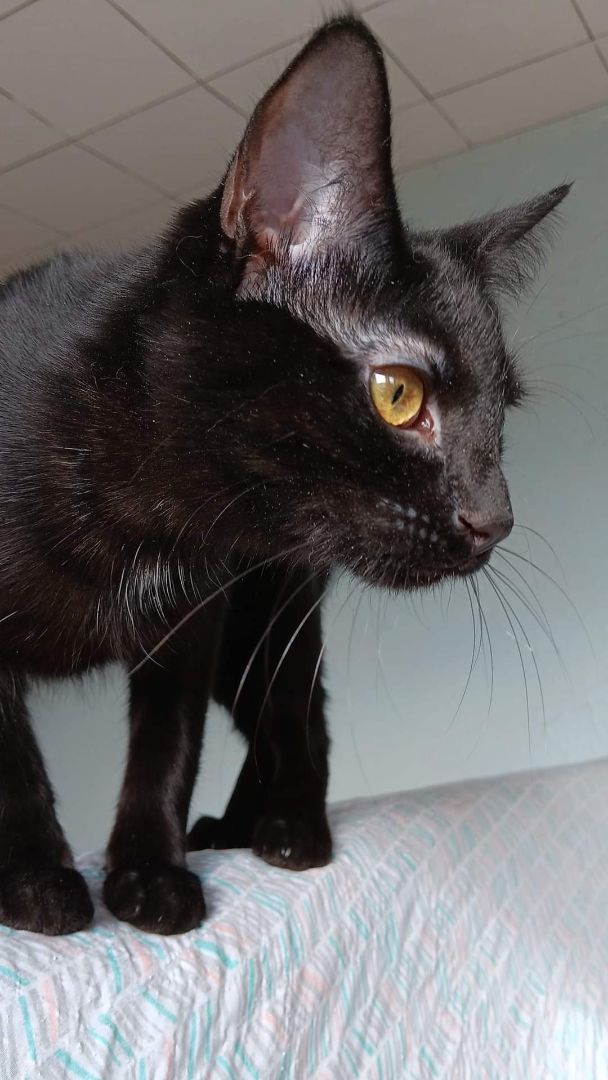 Piper, a Adoptable Domestic Short Hair in Garden City, MI image 2/6