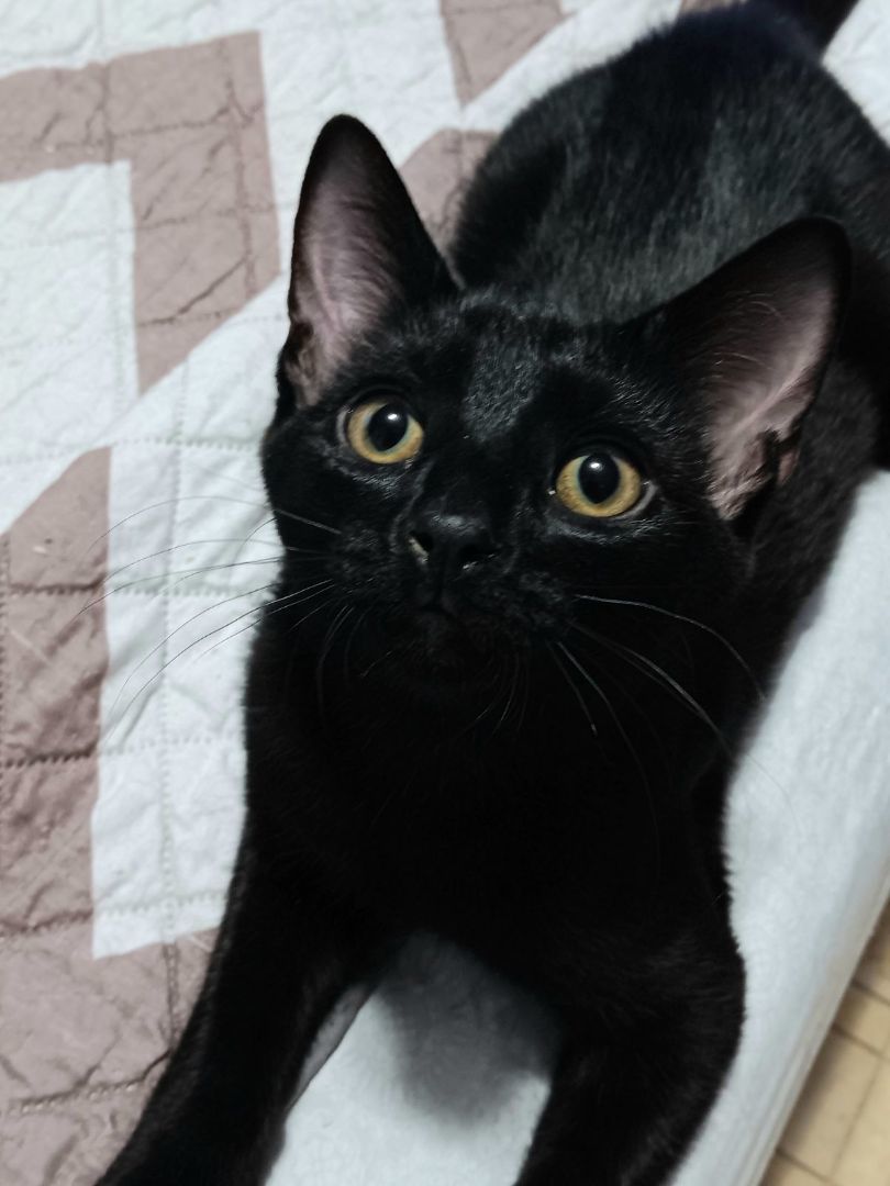 Piper, a Adoptable Domestic Short Hair in Garden City, MI image 3/6