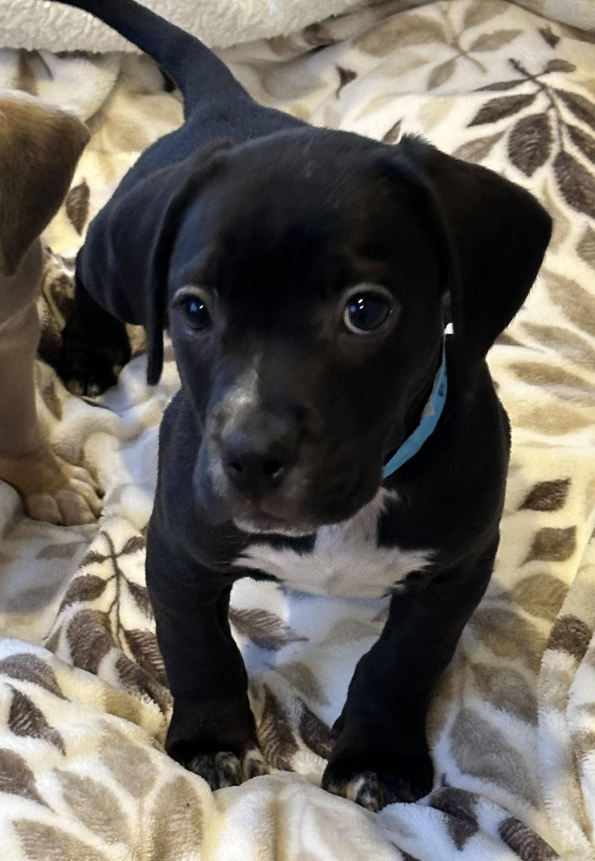 Enlarge Rudy & Opie, an adopted mixed breed in Fremont, CA image 4/6