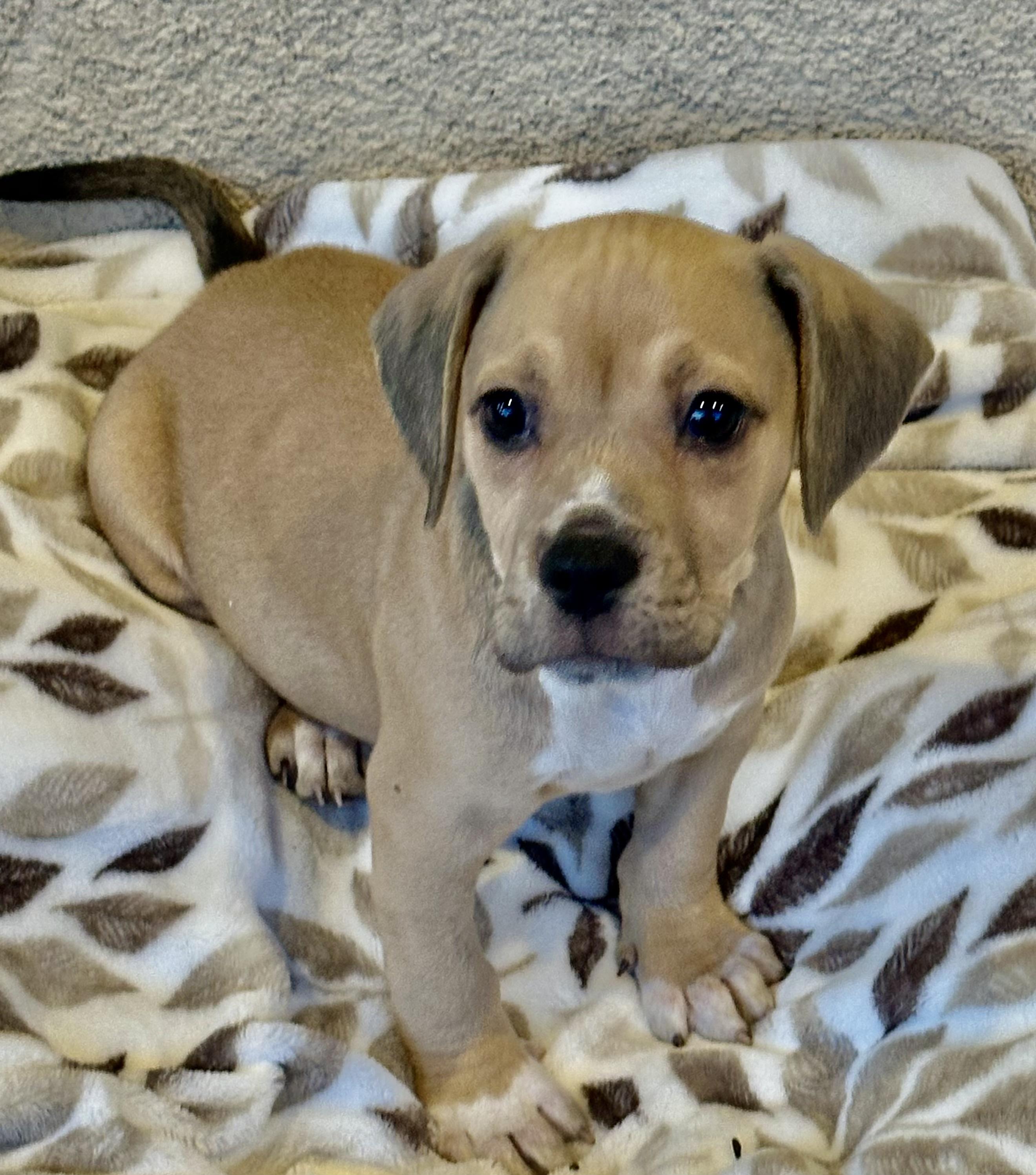 Enlarge Rudy & Opie, an adopted mixed breed in Fremont, CA image 2/6