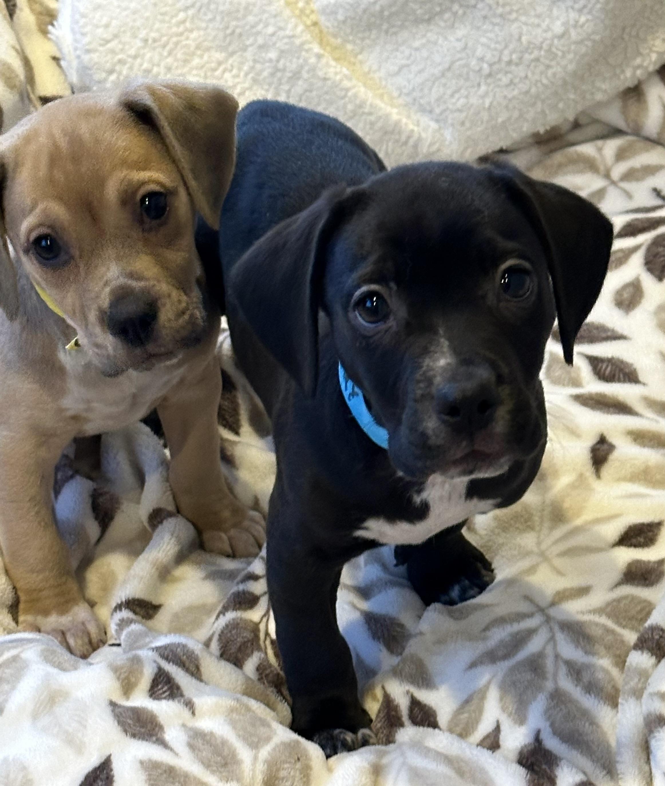 Enlarge Rudy & Opie, an adopted mixed breed in Fremont, CA image 1/6