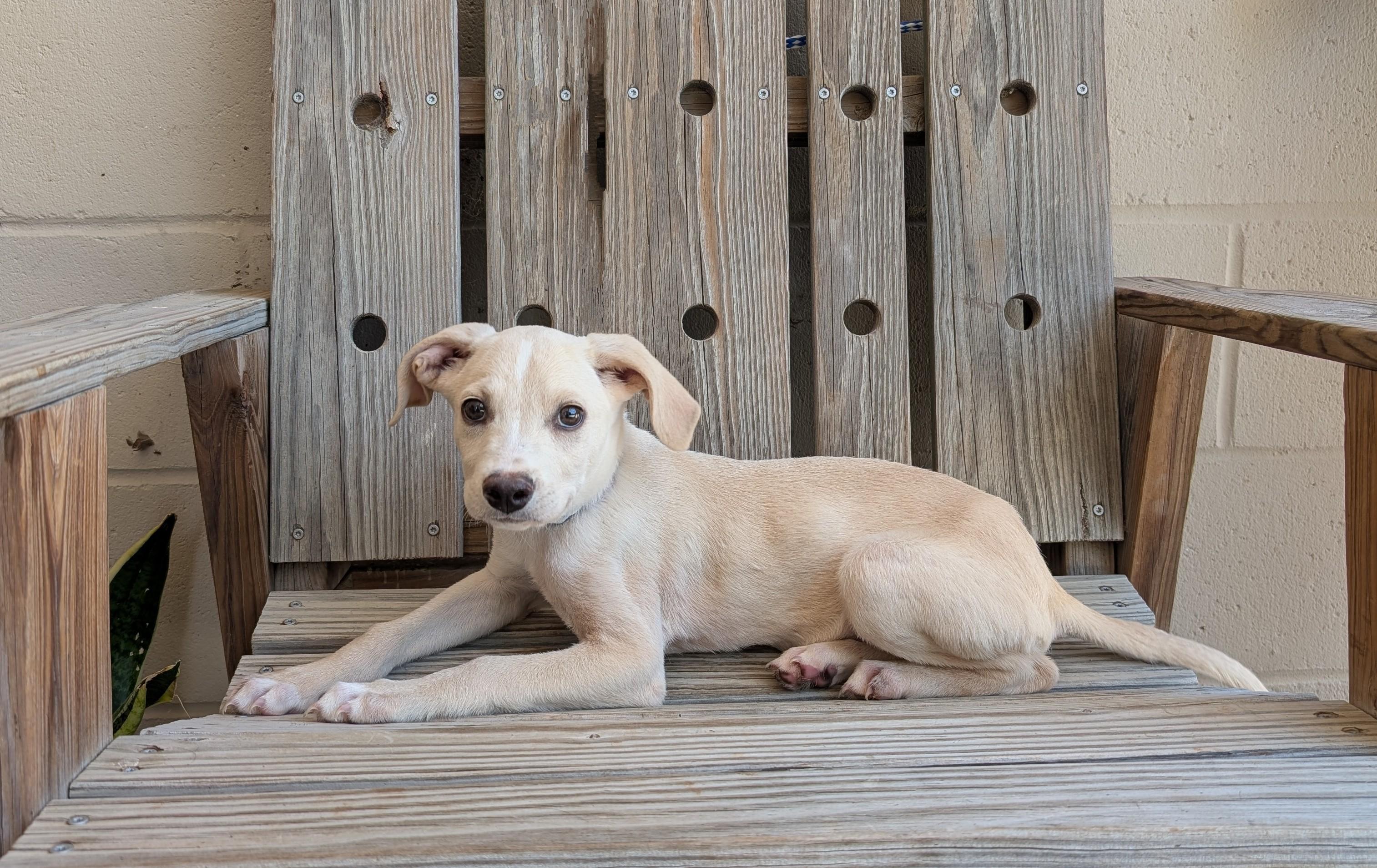 Sawyer, Young Female Beagle