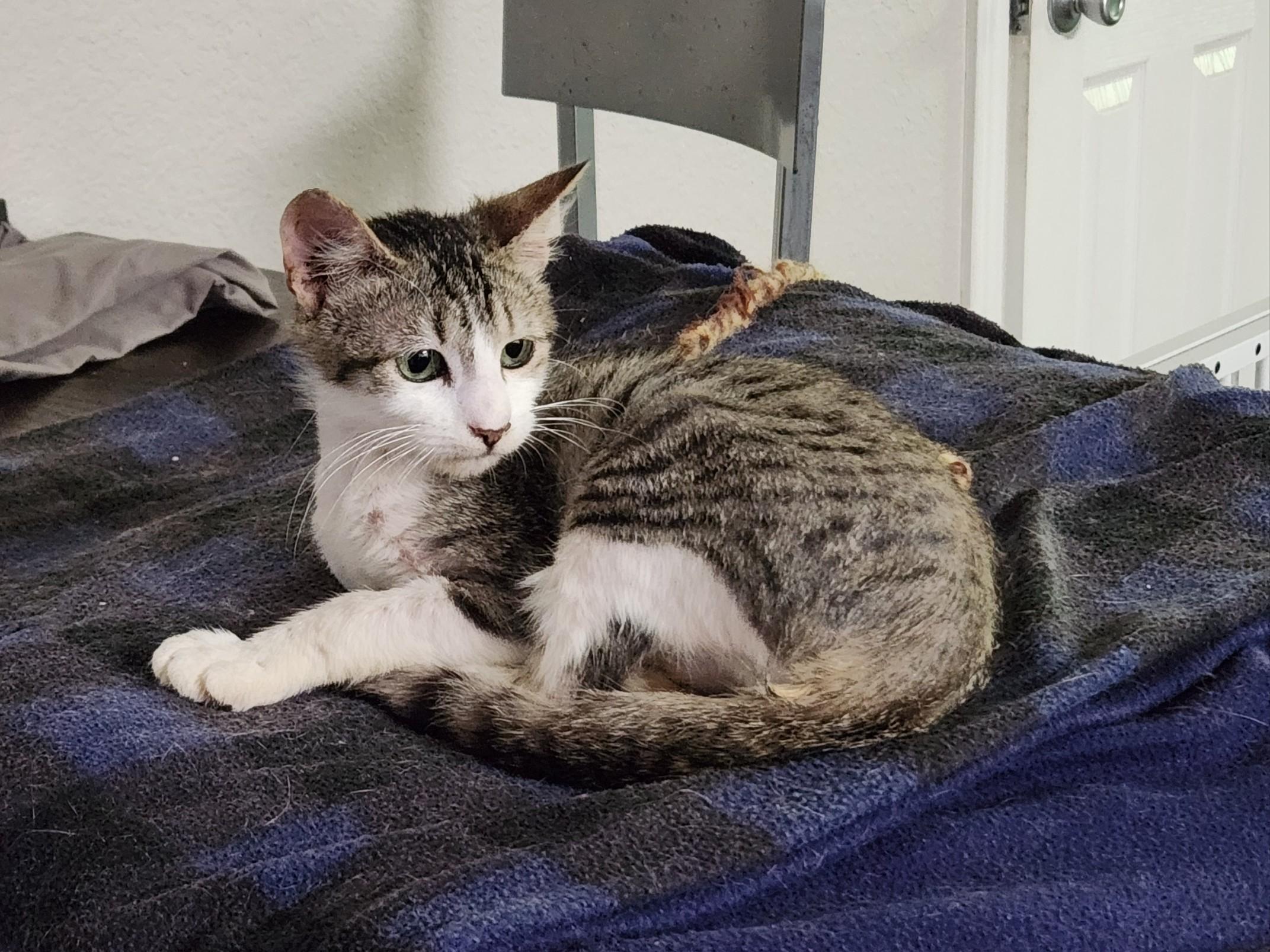 Enlarge Midori, a Adoptable Domestic Short Hair in Mount Pleasant, TX image 1/3
