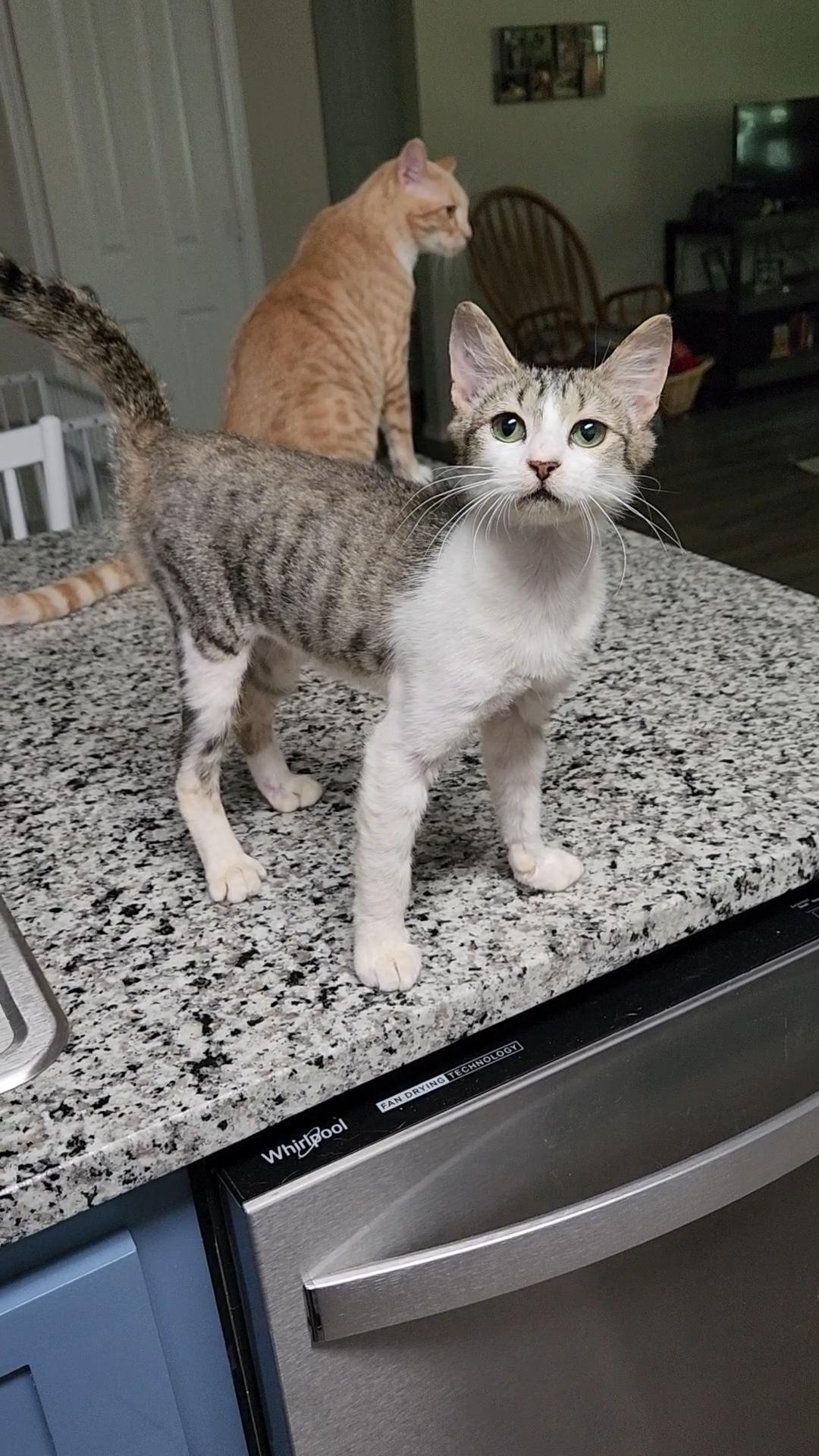Enlarge Midori, a Adoptable Domestic Short Hair in Mount Pleasant, TX image 2/3