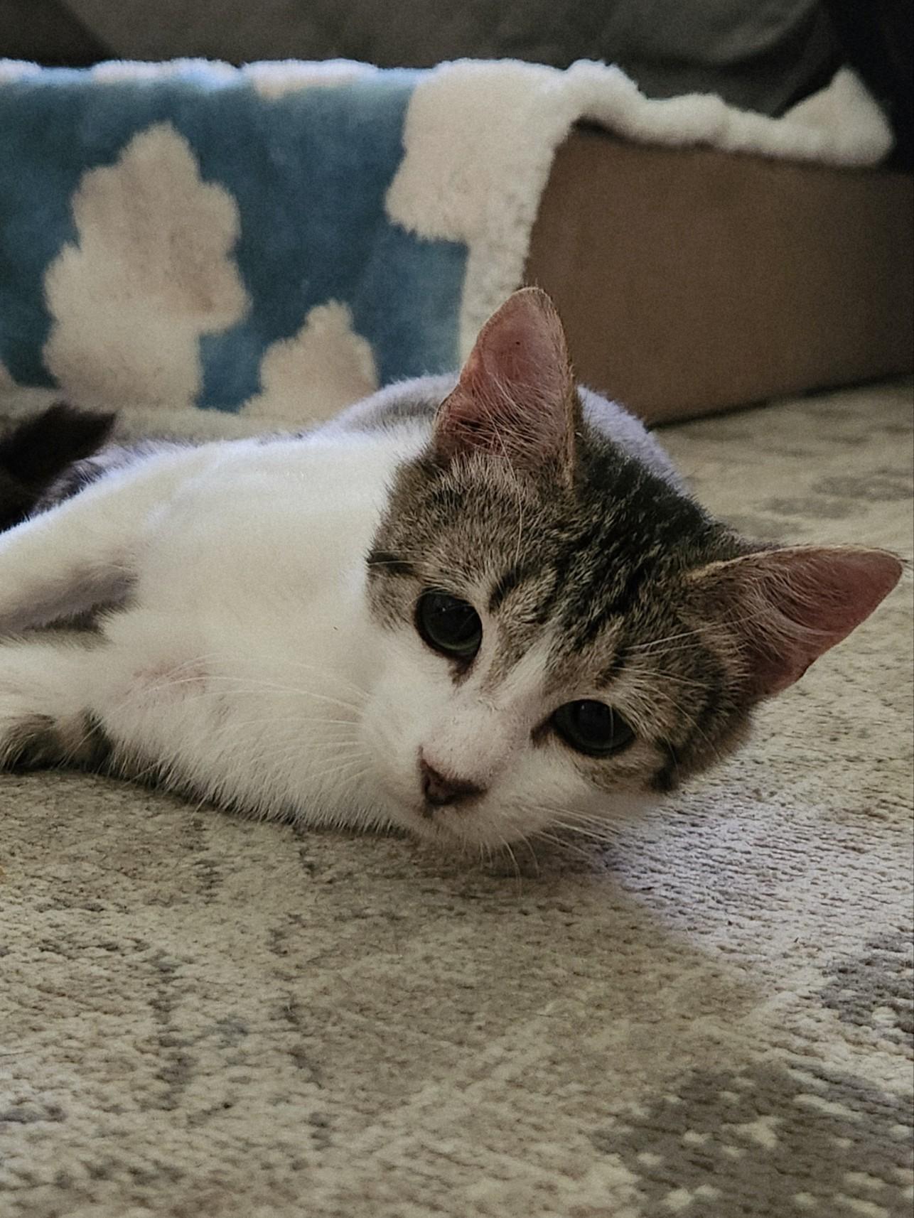 Enlarge Midori, a Adoptable Domestic Short Hair in Mount Pleasant, TX image 3/3
