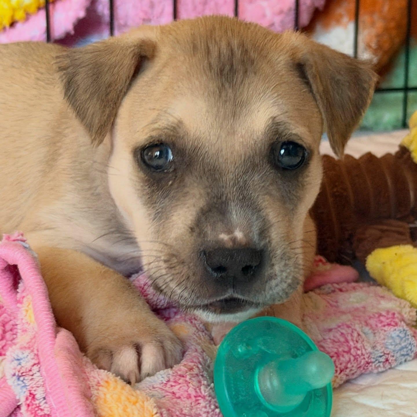 Enlarge Heinz , a ADOPTABLE mixed breed in Levittown, NY image 2/3