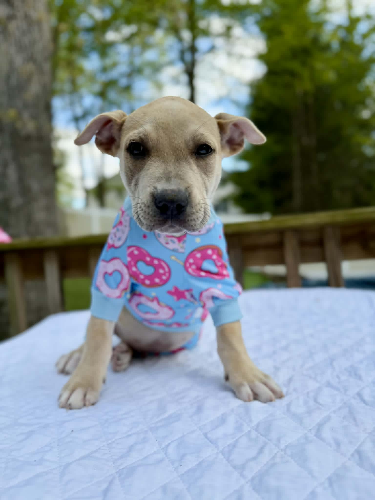 Enlarge Heinz , a ADOPTABLE mixed breed in Levittown, NY image 1/3