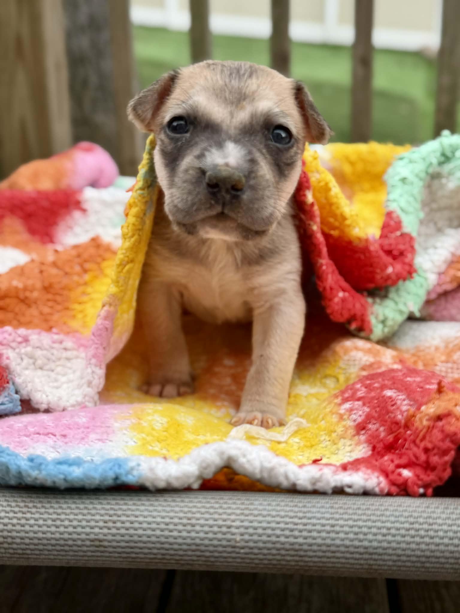 Enlarge Heinz , a ADOPTABLE mixed breed in Levittown, NY image 3/3