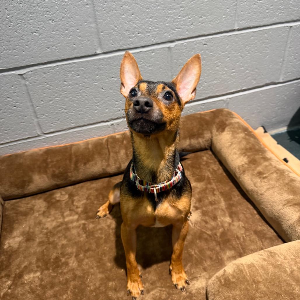Enlarge Warren, a Adoptable Miniature Pinscher in Warwick, RI image 1/4