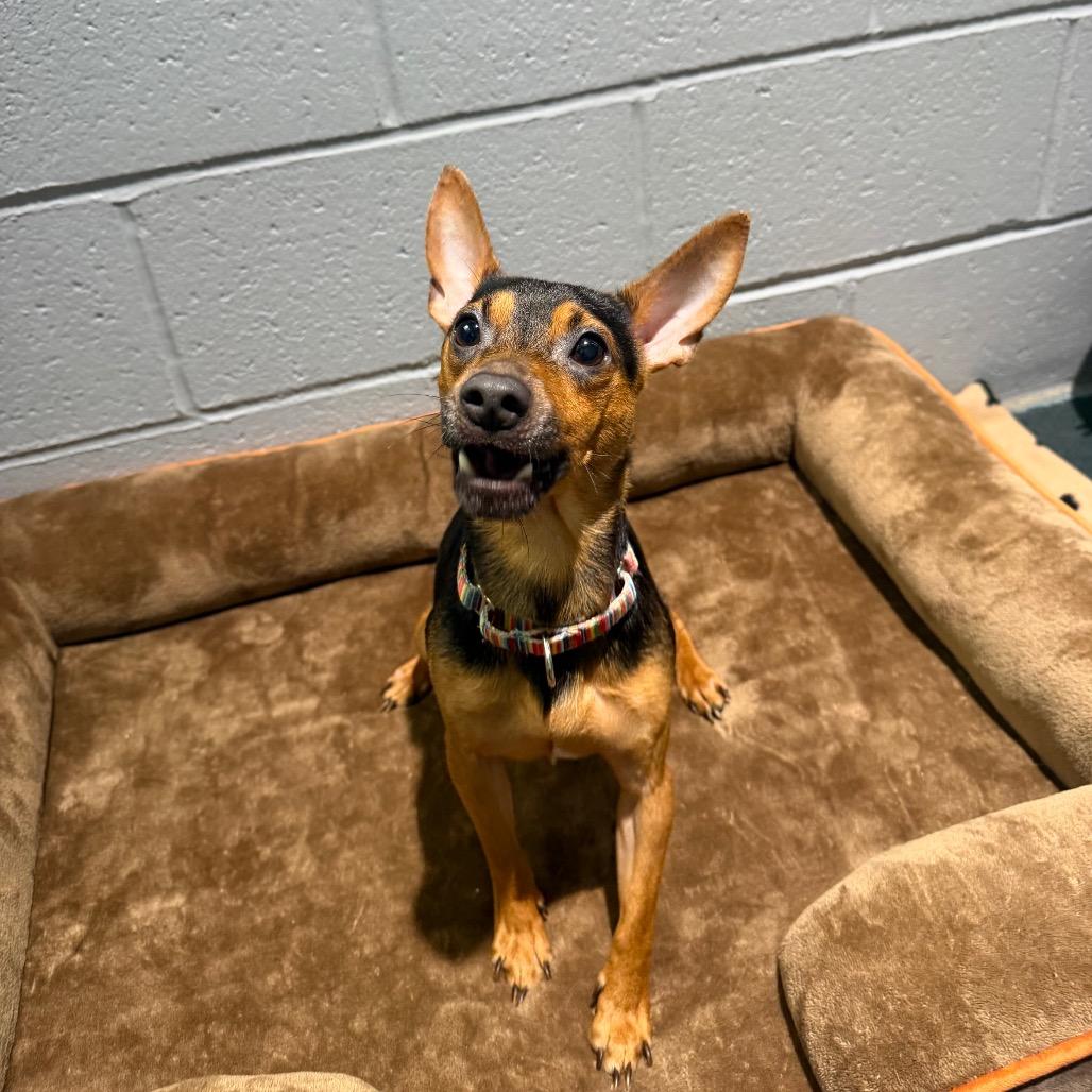 Enlarge Warren, a Adoptable Miniature Pinscher in Warwick, RI image 2/4