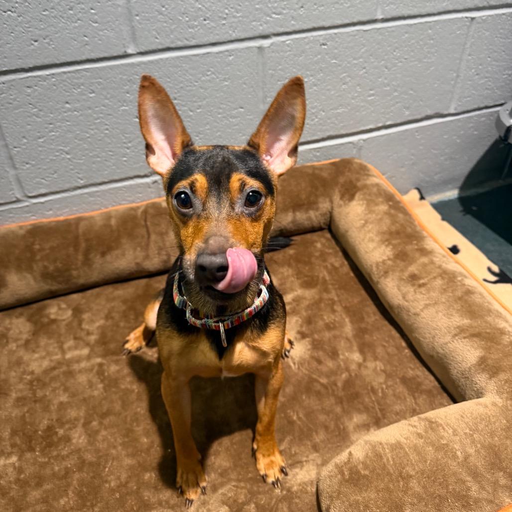 Enlarge Warren, a Adoptable Miniature Pinscher in Warwick, RI image 3/4
