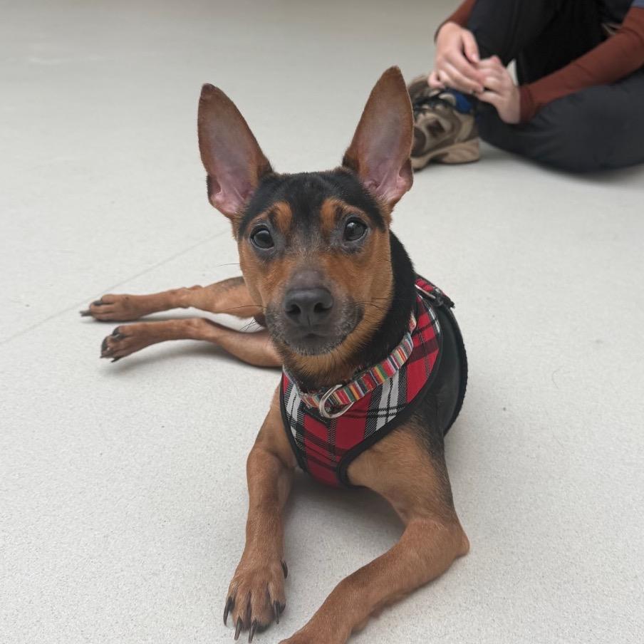 Enlarge Warren, a Adoptable Miniature Pinscher in Warwick, RI image 4/4