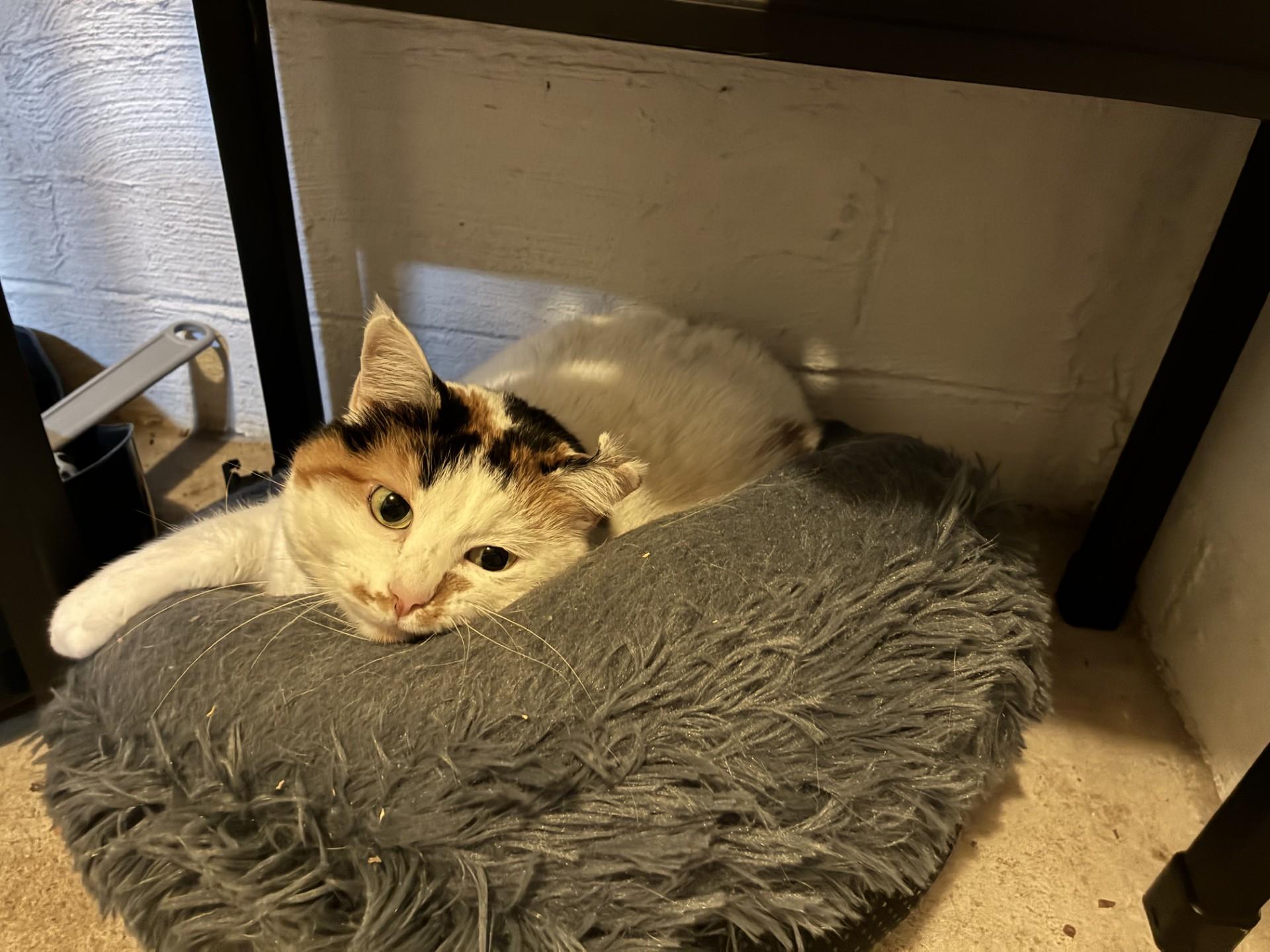 Monica, a ADOPTABLE Domestic Short Hair in Ashland, IL image 1/2