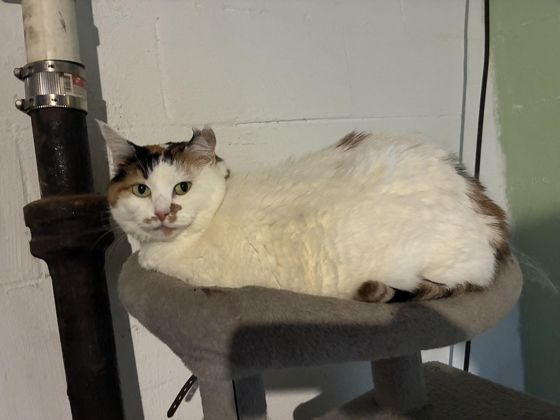 Monica, a ADOPTABLE Domestic Short Hair in Ashland, IL image 2/2