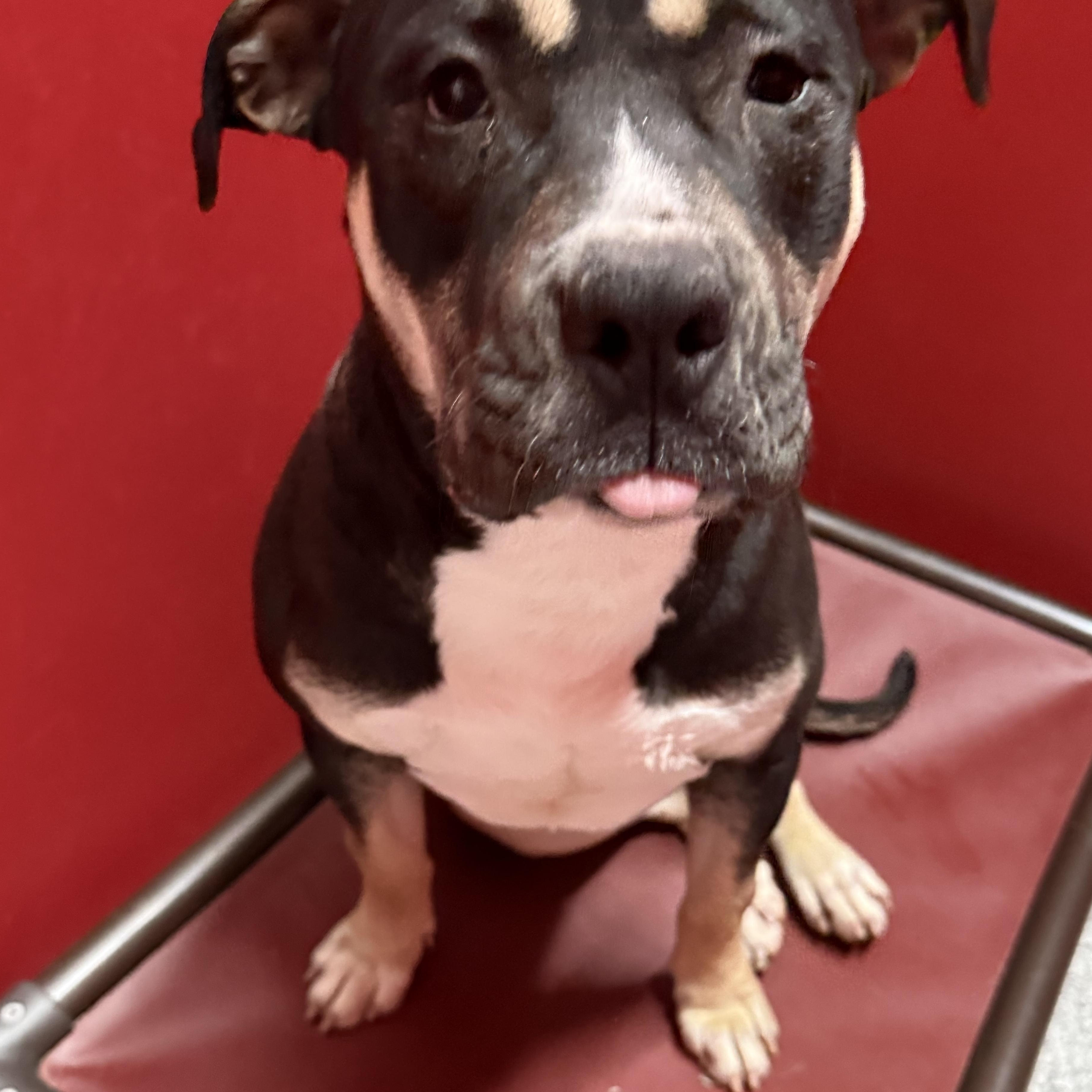 Enlarge Clover , a Adoptable Pit Bull Terrier in Philadelphia, PA image 1/4