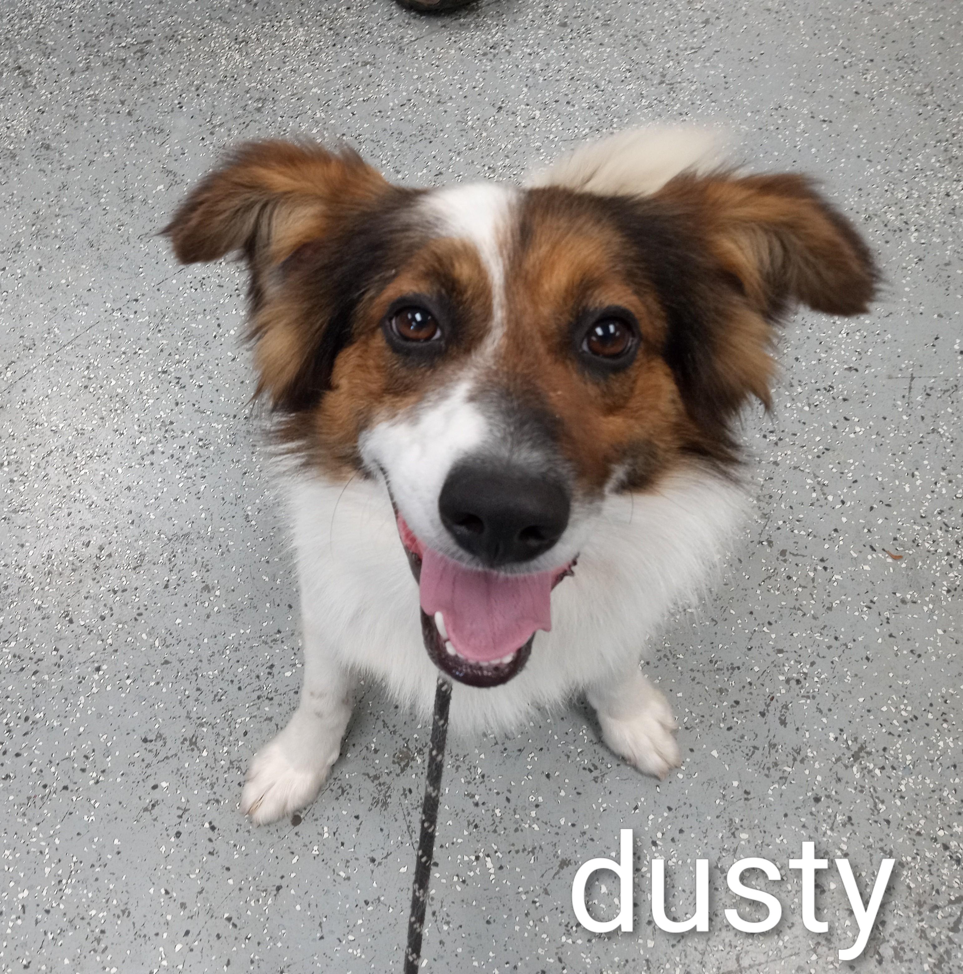 Dusty, a ADOPTABLE mixed breed in Maynardville, TN image 1/2