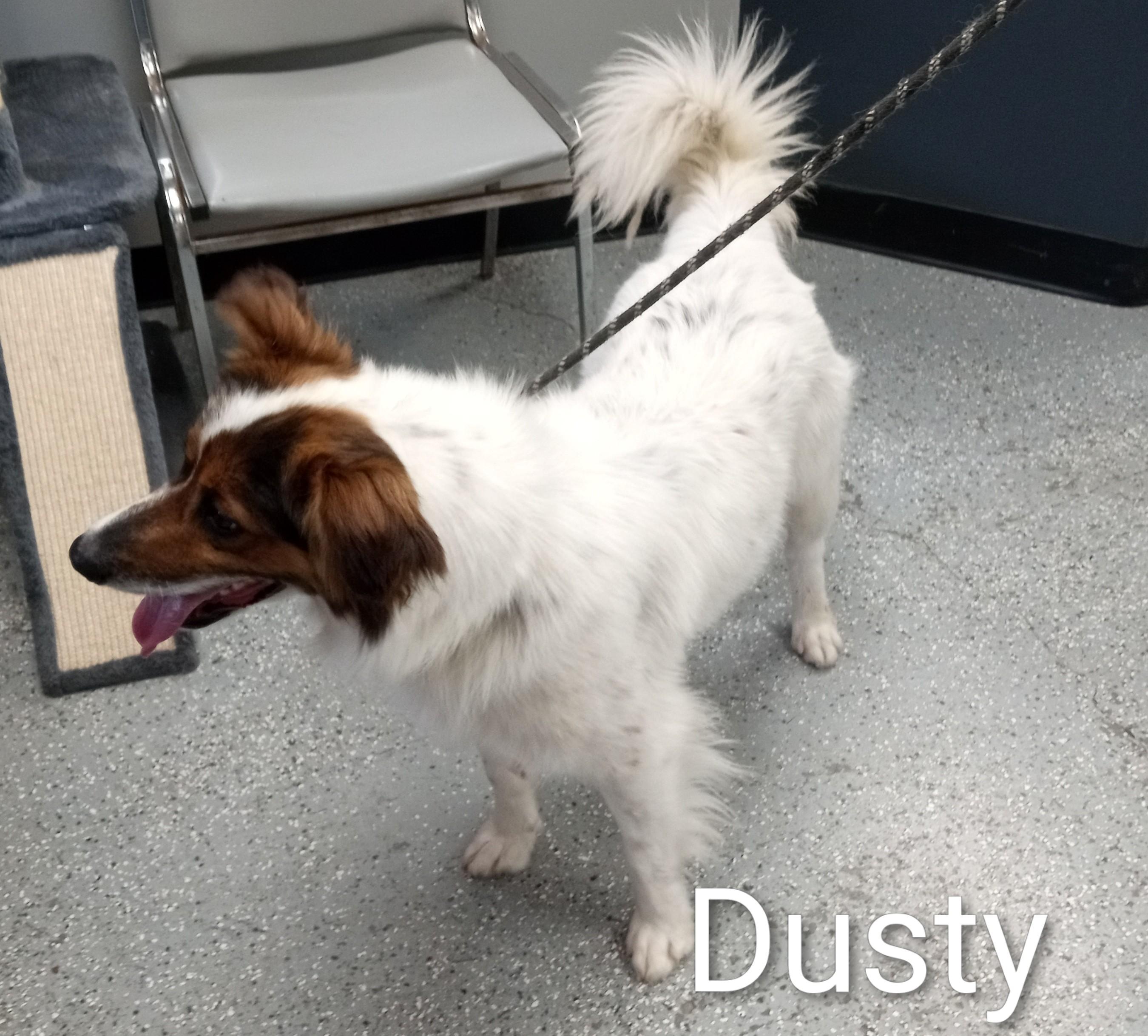 Dusty, a ADOPTABLE mixed breed in Maynardville, TN image 2/2