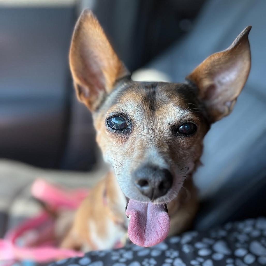 Enlarge Paulina, a Adoptable mixed breed in Long Beach, CA image 1/4