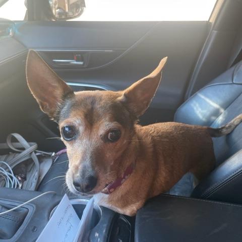 Enlarge Paulina, a Adoptable mixed breed in Long Beach, CA image 2/4